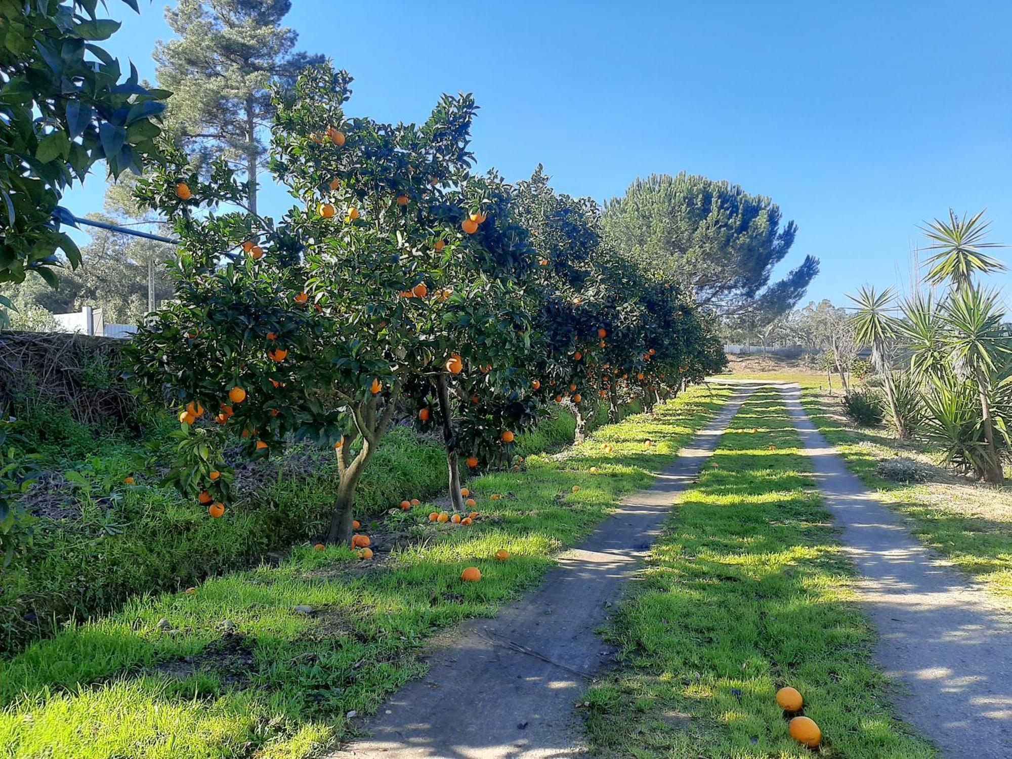 Monte Das Laranjeiras Corticadas do Lavre Dış mekan fotoğraf