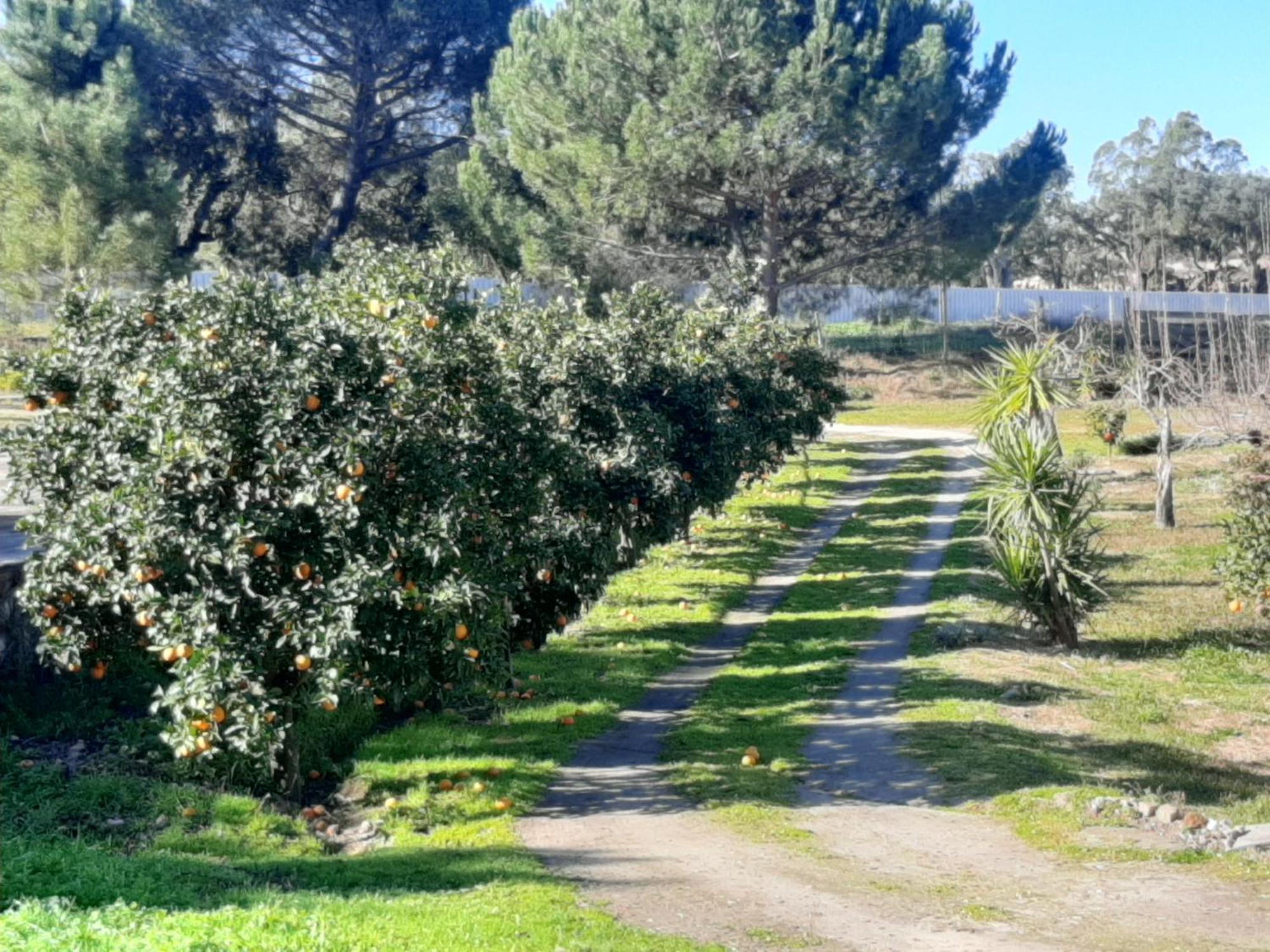 Monte Das Laranjeiras Corticadas do Lavre Dış mekan fotoğraf